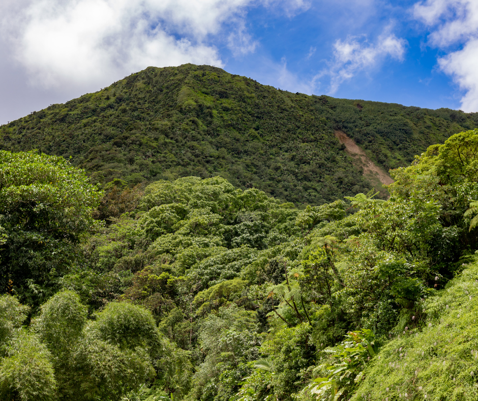 martinique ouverture